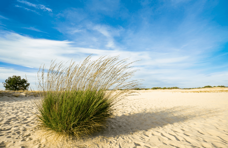 Die Loonse und Drunense Dünen
