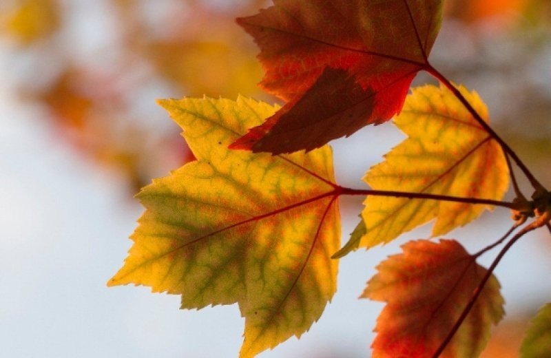 Wild-Arrangement - Genießen im Herbst